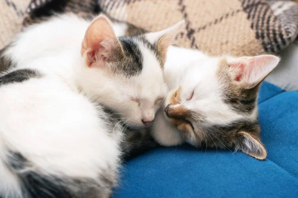 两只小猫咪在沙发上睡得很香 — 图库照片