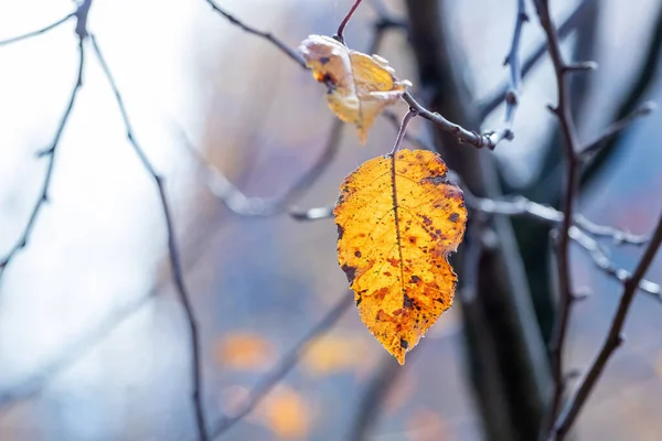 Podzimní Les Osamělým Suchým Listem Větvi Stromu — Stock fotografie