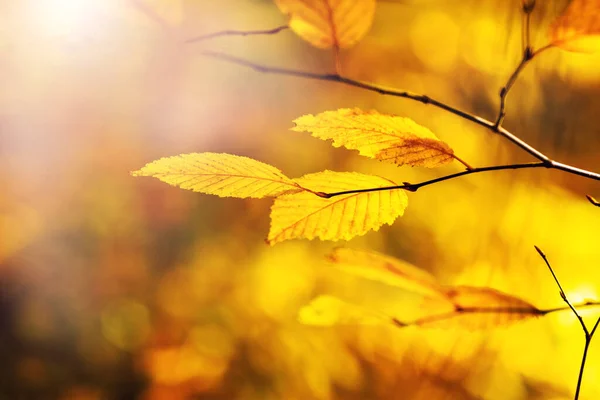 Ramo Árvore Com Folhas Outono Amarelas Floresta Fundo Embaçado — Fotografia de Stock