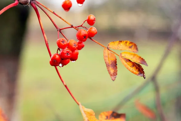 Rowan Vörös Bogyókkal Esőcseppekkel Ősszel — Stock Fotó
