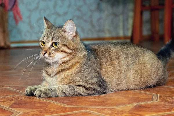 Brown Tabby Cat Sitting Floor Room — Fotografia de Stock