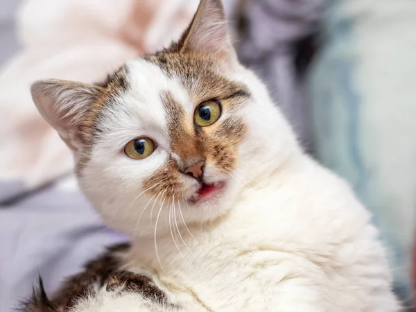 Retrato Gato Irritado Manchado Blanco Una Habitación Sobre Fondo Borroso —  Fotos de Stock