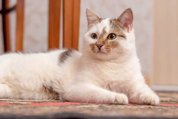 Branco Gato Manchado Deitado Chão Sala — Fotografia de Stock