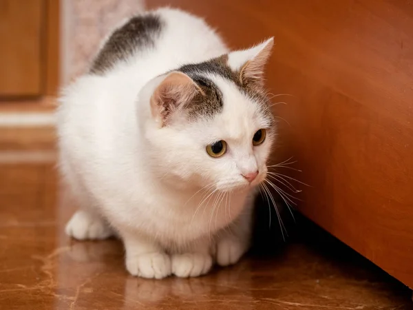 Gato Manchado Branco Com Olhar Atento Senta Chão Perto Mesa — Fotografia de Stock