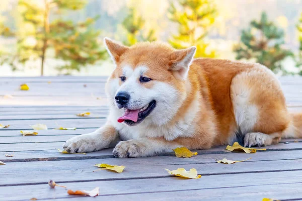 Pies Akita Leżący Jesienią Drewnianej Platformie Parku — Zdjęcie stockowe