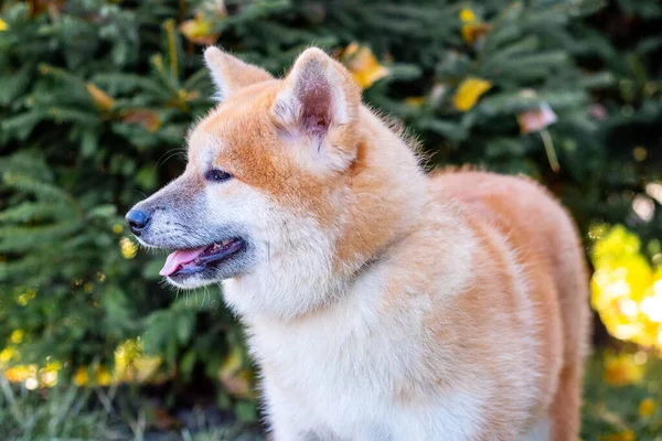 秋田的一只狗在秋季公园的特写 — 图库照片
