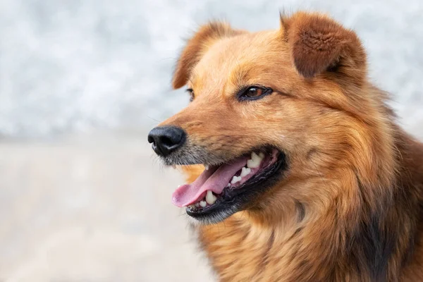 Brown Shaggy Dog Open Mouth Blurred Background Close Portrait Cheerful — Stockfoto