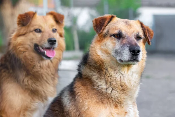 Close up of two brown dogs in a farm yard on a blurred background