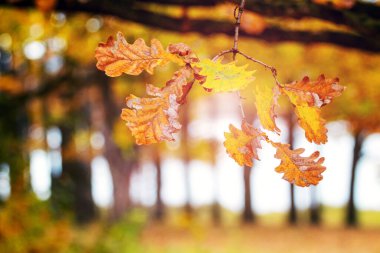 Renkli sonbahar yapraklı meşe dalı nehrin yakınındaki ormanda bir ağaçta.