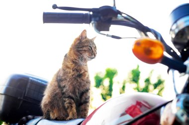 Kahverengi çizgili kedi ciddi bir bakışla motosikletin koltuğunda oturuyor.