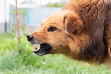 Saldırgan köpek havlıyor, dişlerini gösteriyor. Tehlikeli Öfkeli Köpek.