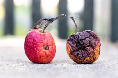 Asfaltta çürük ve çürük elmalar