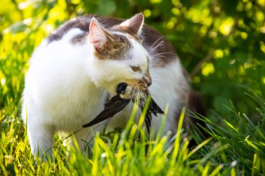 Evcil bir kedi bir kırlangıç yakalar ve avını ağzında tutar.