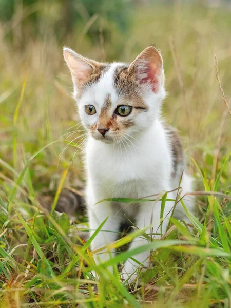 Білий Плямистий Молодий Кіт Сидить Траві Саду Милий Кошеня Природі — стокове фото