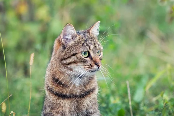 배경으로 정원을 집중적으로 들여다보고 줄무늬 고양이의 — 스톡 사진