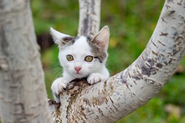 Büyük Gözlü Beyaz Benekli Bir Kedi Ağaca Tırmanır Vahşi Kedi — Stok fotoğraf