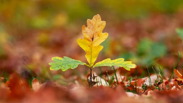 stock image An oak branch with colorful autumn leaves sprouts from the ground