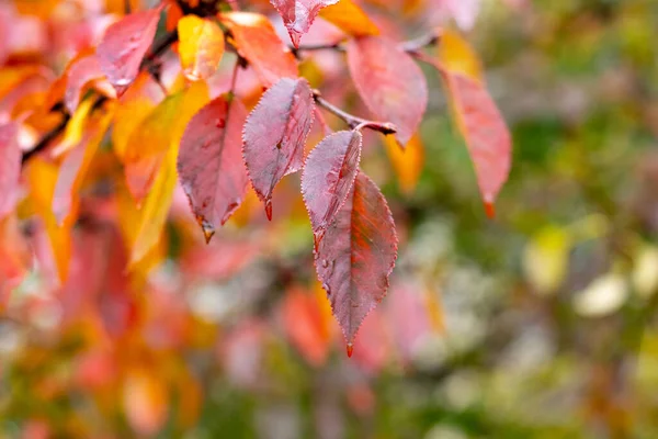 Gałąź Drzewa Czerwonymi Jesiennymi Liśćmi Niewyraźnym Tle — Zdjęcie stockowe