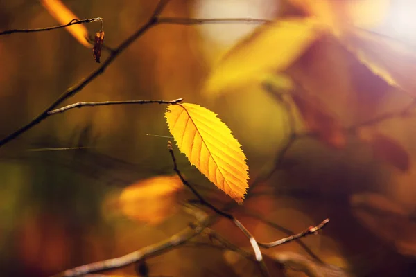 Ast Mit Gelben Herbstblättern Wald Auf Verschwommenem Hintergrund — Stockfoto