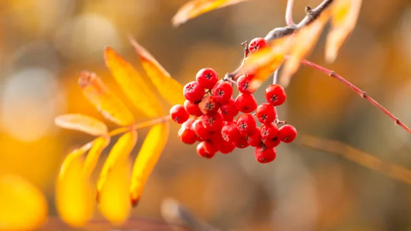 Κλαδί Rowan Κόκκινα Μούρα Και Κίτρινα Φύλλα Ένα Δέντρο Θολή — Φωτογραφία Αρχείου