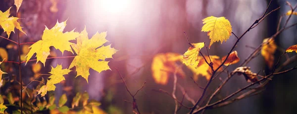 秋の神秘的な森 晴れた日の暗い鬱蒼とした森の木々の枝に黄色の葉 パノラマ — ストック写真