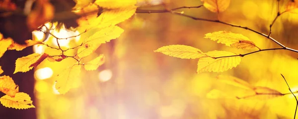 Herfst Achtergrond Met Gele Bladeren Boomtakken Een Wazige Achtergrond Een — Stockfoto