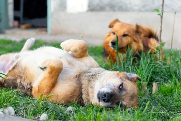 緑の芝生の上の公園で彼の足で横になって面白い良い自然犬 — ストック写真