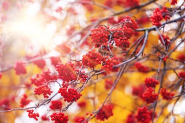 Sonbaharda güneşli bir günde ağaçta kırmızı yaban mersini.