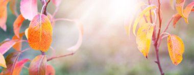 Güneşli havada genç bir armut ağacında renkli sonbahar yaprakları