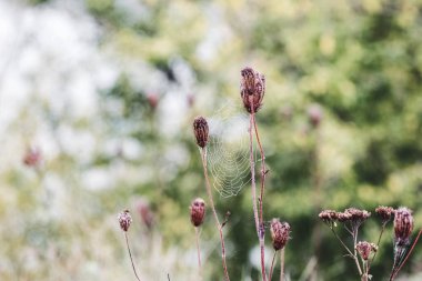 Ormandaki yabani otlar üzerine açık örümcek ağları ve bulanık arka plan
