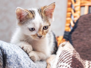 Odadaki kanepede küçük benekli bir kedi yavrusu oturuyor.