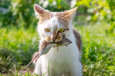 Ağzında yakalanmış bir fareyi tutan bir kedi, yeşil çimlerin arasında bir fareyle dolaşan bir kedi.