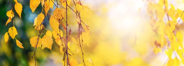 Autumn Background Yellow Birch Leaves Tree Sunny Weather — Fotografia de Stock