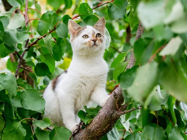 Маленький Милий Білий Кошеня Дереві Серед Зеленого Листя Влітку — стокове фото