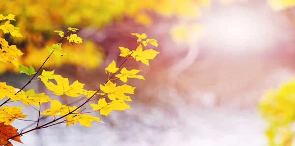 Ramo Bordo Com Folhas Outono Amarelas Fundo Embaçado Dia Ensolarado — Fotografia de Stock