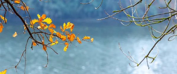 Дубова Гілка Барвистим Осіннім Листям Фоні Річки Сонячну Погоду — стокове фото