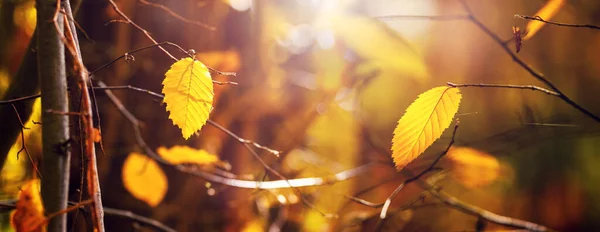 Žluté Listí Větvi Stromu Lese Slunečného Dne — Stock fotografie