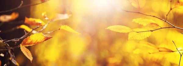 Fundo Outono Com Folhas Amarelas Galhos Árvore Fundo Borrado Tempo — Fotografia de Stock