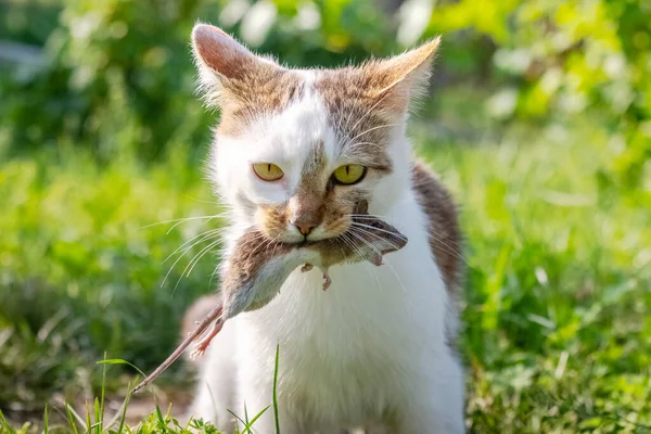 Egy Macska Egy Fogott Egeret Tart Szájában Egy Macska Egérrel — Stock Fotó