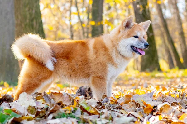 Akita Pies Parku Wśród Upadłych Liści Jesienią — Zdjęcie stockowe