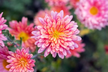 Bahçede pembe yıldız çiçekleri Sonbaharda bulanık bir arka planda.