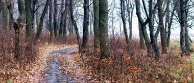 Sonbahar ormanı, çıplak ağaçlar ve yere düşen yapraklar, sonbahar ormanlarında bir yol.