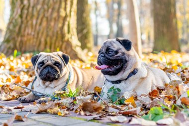 Sonbahar parkında düşen yapraklara iki köpek uzanır.