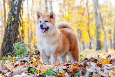 Bir Akita köpeği bir sonbahar parkında düşen yaprakların üzerinde duruyor.