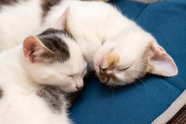 Dois Gatinhos Dormem Quarto Lado Outro Sonho Doce — Fotografia de Stock