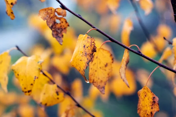 Bříza Větev Mokrým Podzimním Listím Rozmazaném Pozadí — Stock fotografie