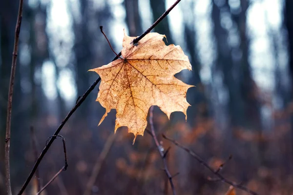 Suchý Javorový List Větvi Stromu Lese Oblačného Počasí — Stock fotografie