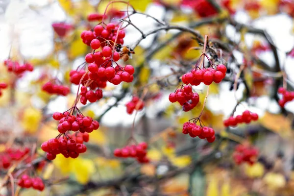 Кущ Вібурнум Червоними Ягодами Жовтим Листям Восени — стокове фото