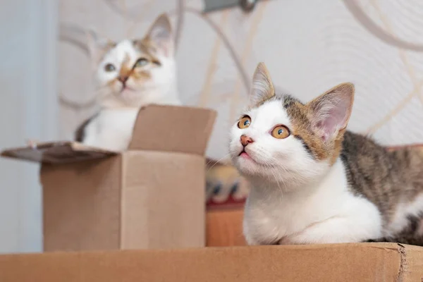 Δύο Όμορφες Γάτες Ένα Δωμάτιο Κοντά Ένα Χαρτόκουτο — Φωτογραφία Αρχείου