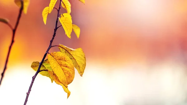 Ramo Árvore Com Folhas Coloridas Outono Fundo Desfocado Espaço Cópia — Fotografia de Stock